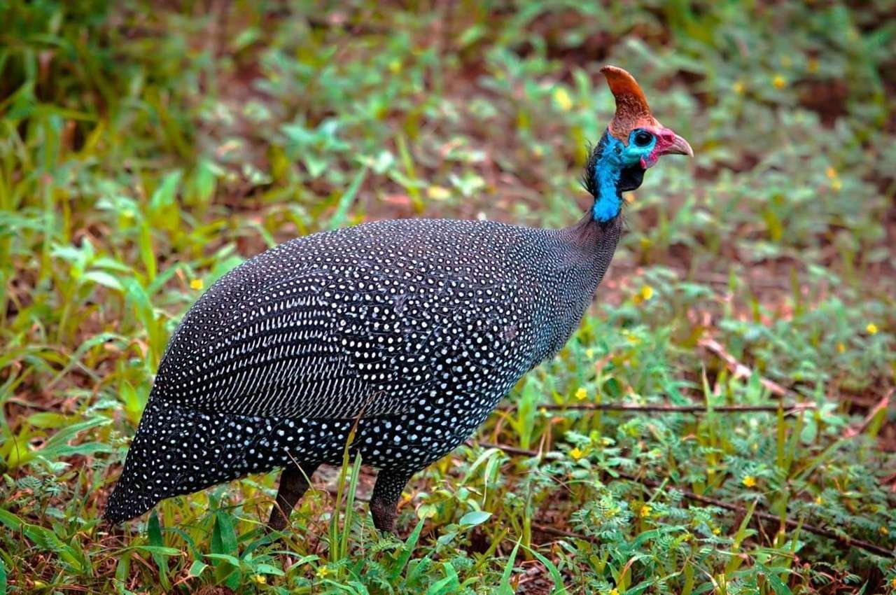 Arusha - Bird - Life