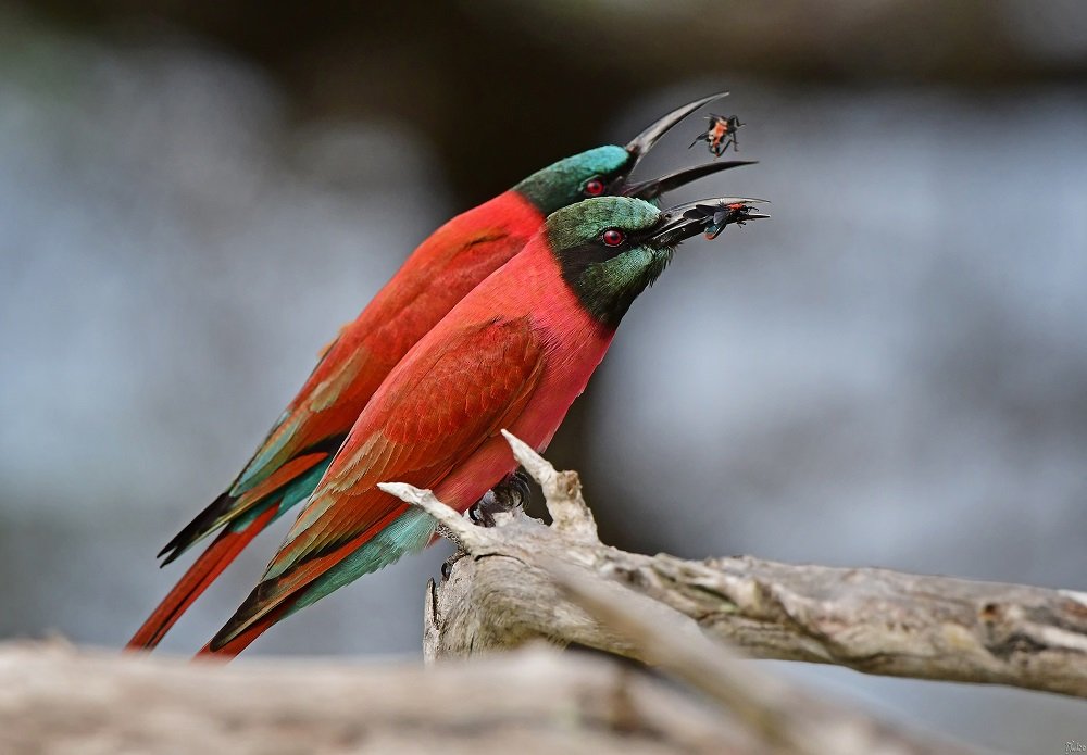 Arusha - Birds