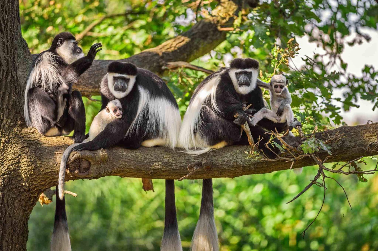 Arusha - Social - Tanzania - Safari