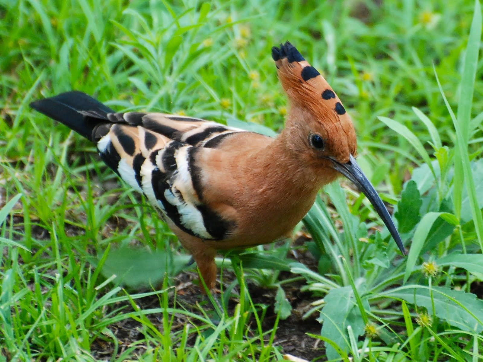 Arusha - Tanzania - Safari