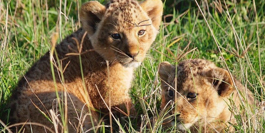 Big - Cats - Safari - Adventure