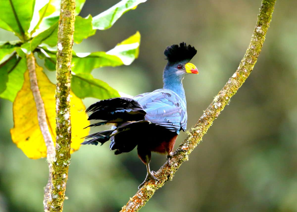 Birding - Tanzania