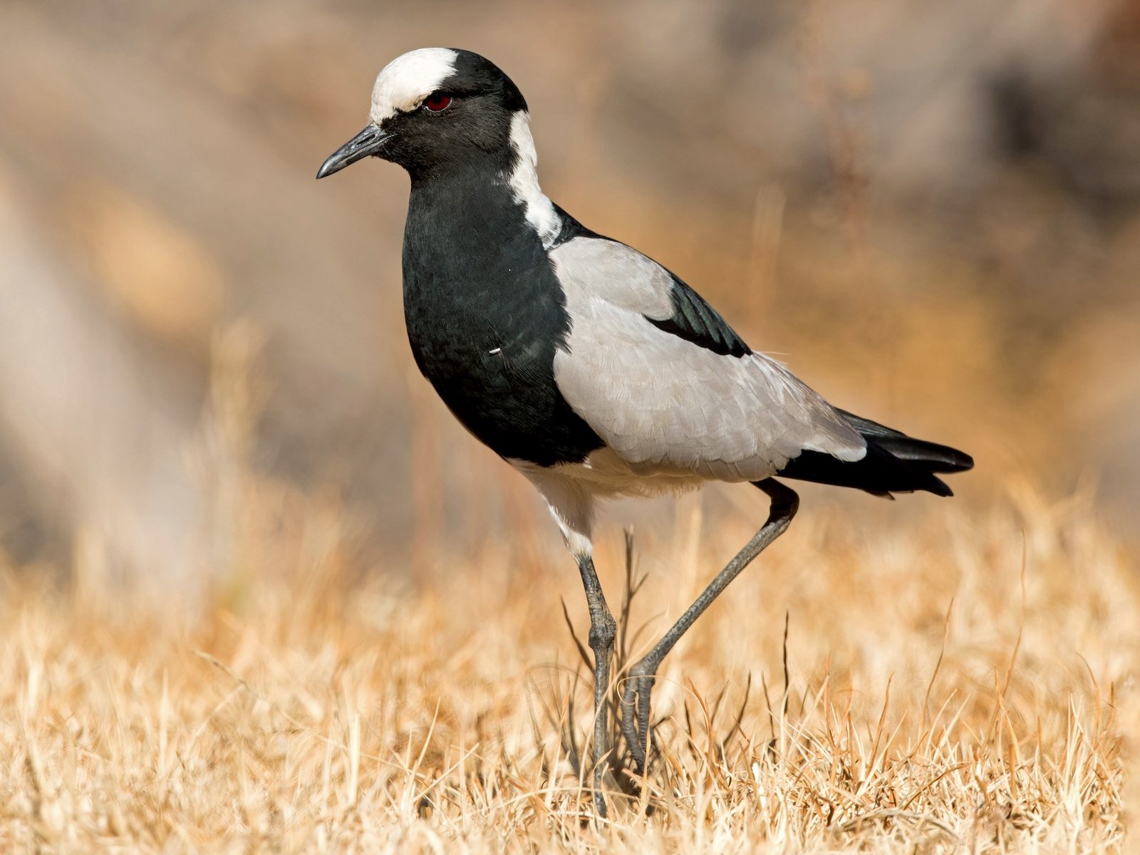 Birds - Africa