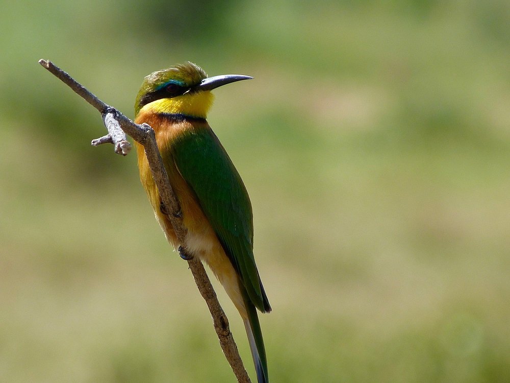 Birds - Manyara - Safari - Adveture
