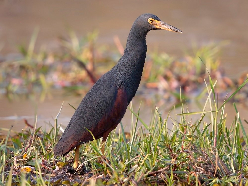 Birds - Manyara - Safari