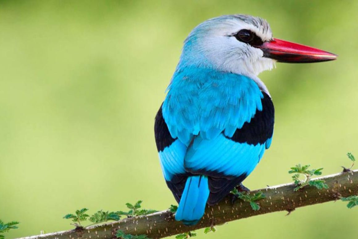 Birds - Ruaha