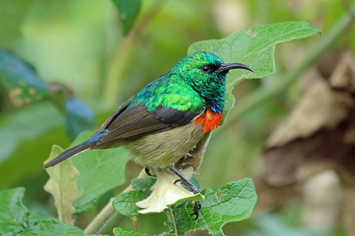 Birds - Tanzania - Adventure