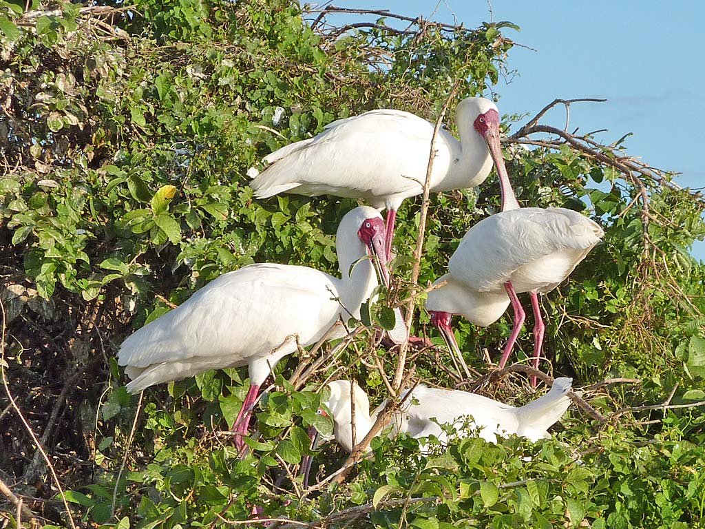 Birds - Tanzania - Adventure