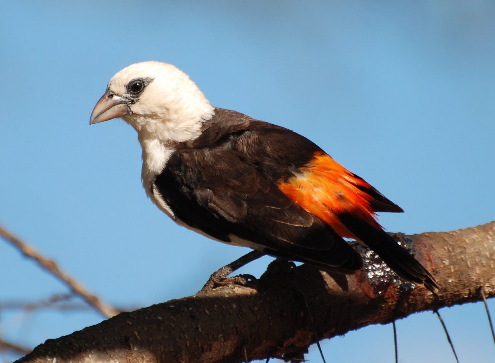 Birds - Tanzania - Safari