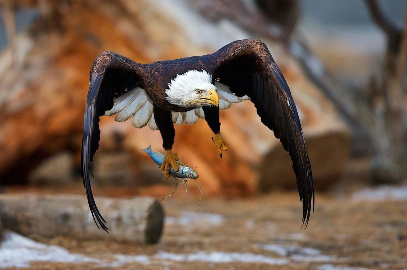 Birds - Tanzania - Safari