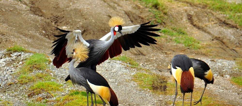 Gray crowned cranes. Serengeti National Park, Tanzania