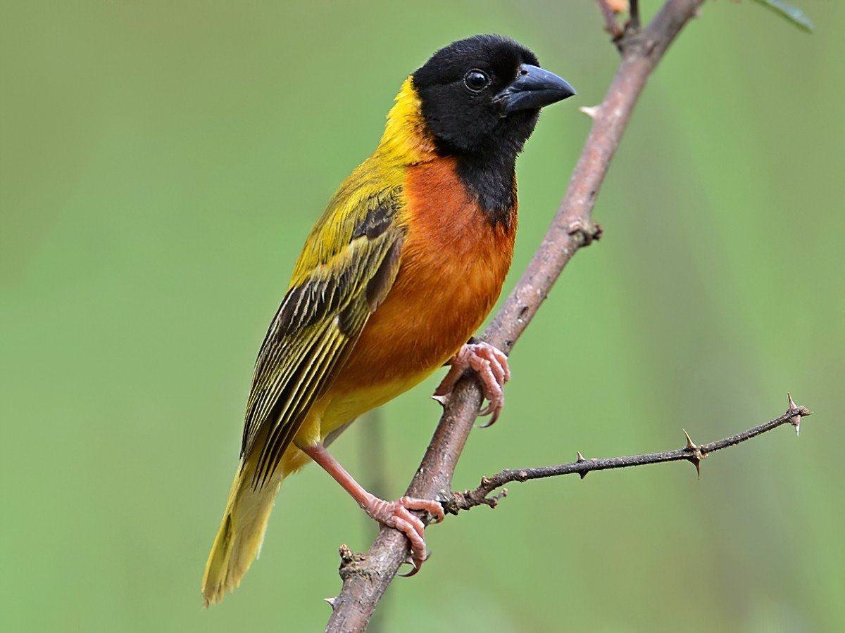 Birds - Tanzania