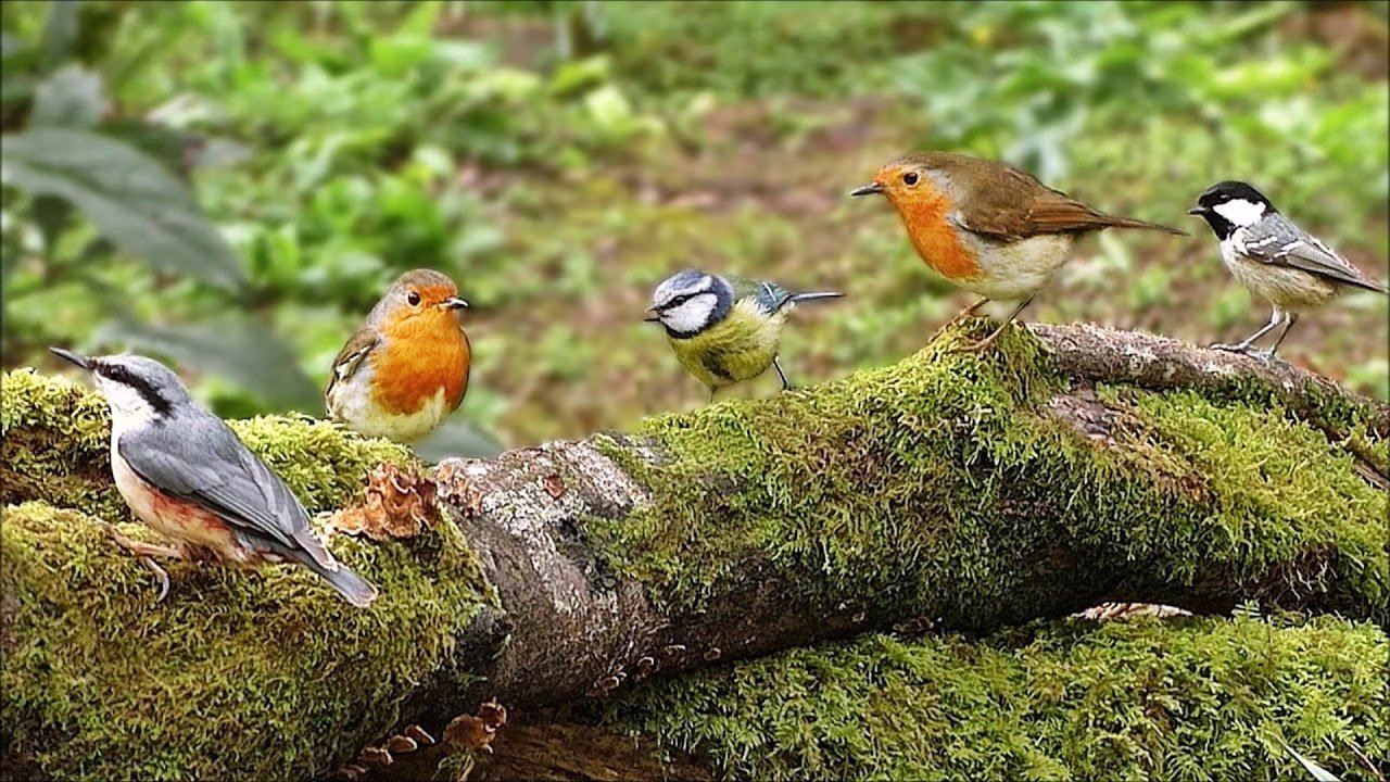 Birds - Tanzania