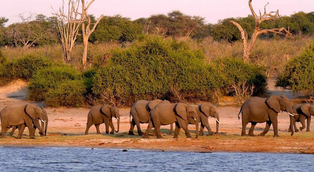 Elephant - Lake - Manyara
