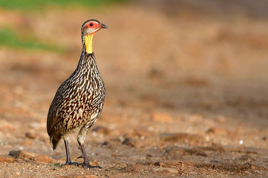 Gombe - Birds