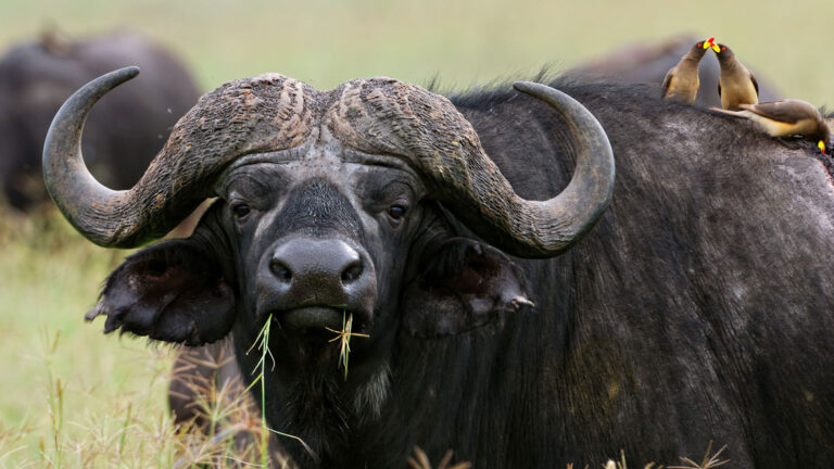 Katavi National Park