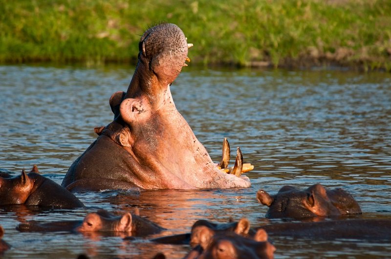 Katavi - Social - Adventure - Safari