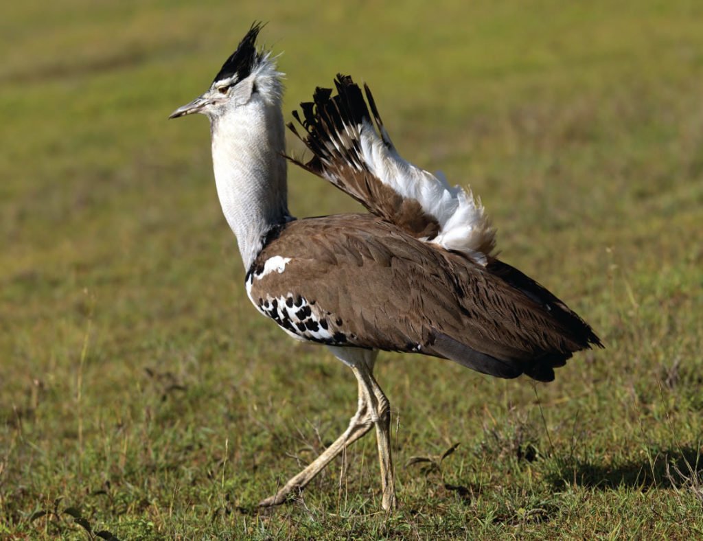 Katavi - Tanzania - Safari