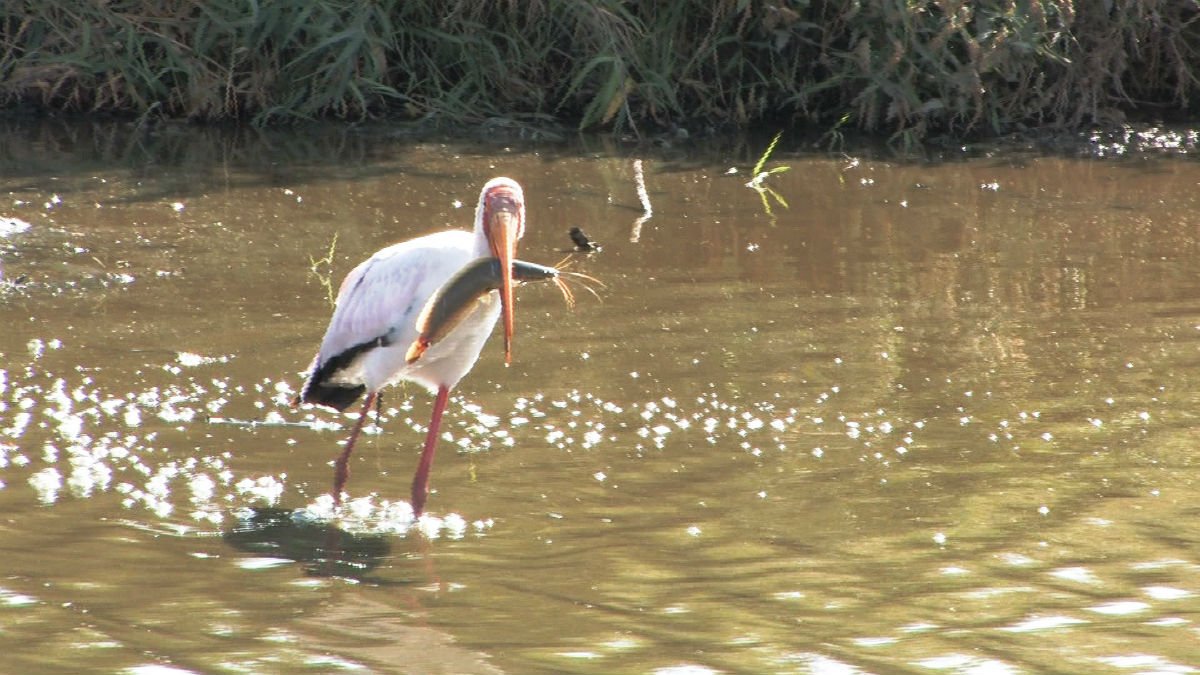 Lake - Manyara - Safari