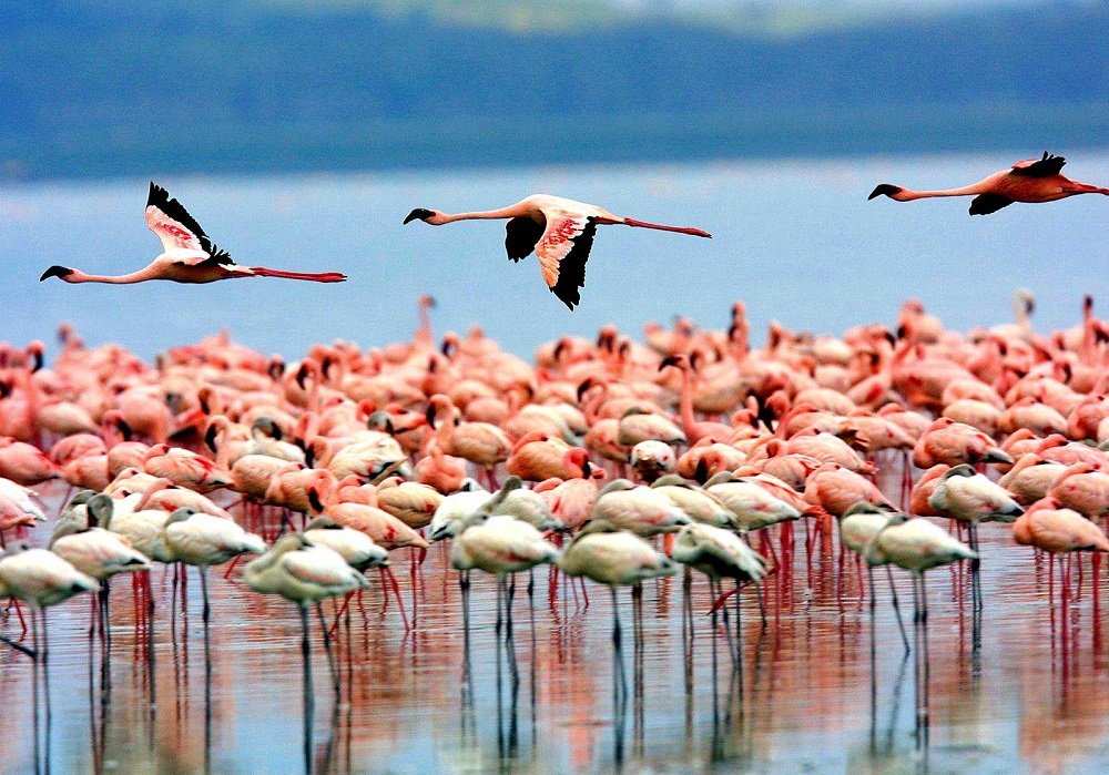 Lake - Manyara - Social