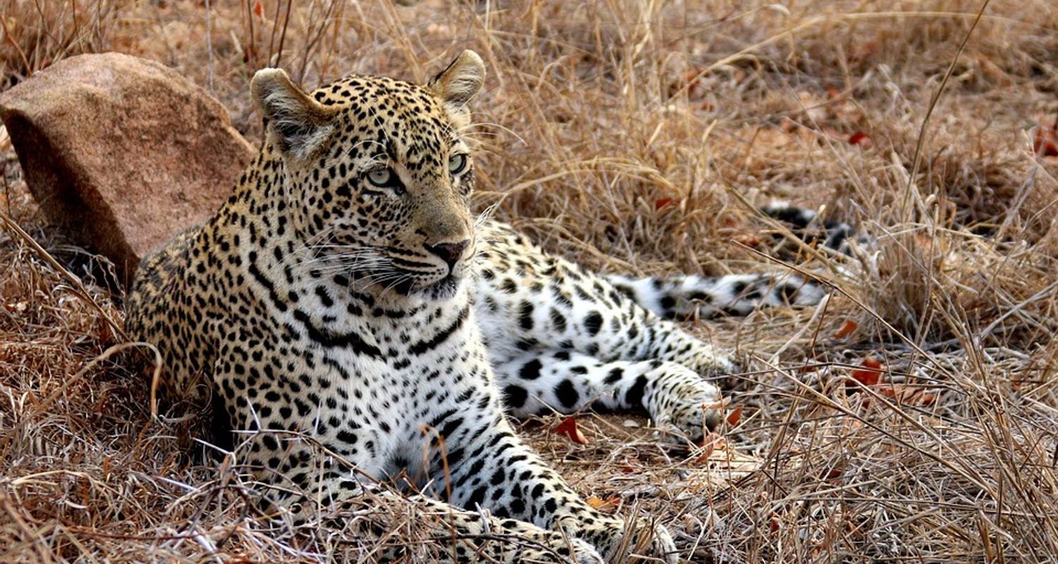 Leopard - Ngorongoro