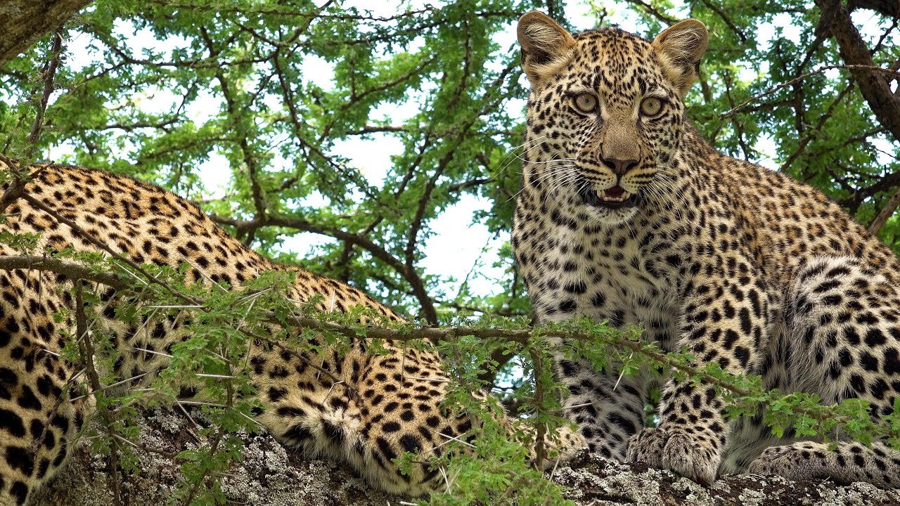 Leopard - Tarangire - Safari