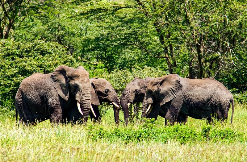 Mikumi - Elephant - Safari