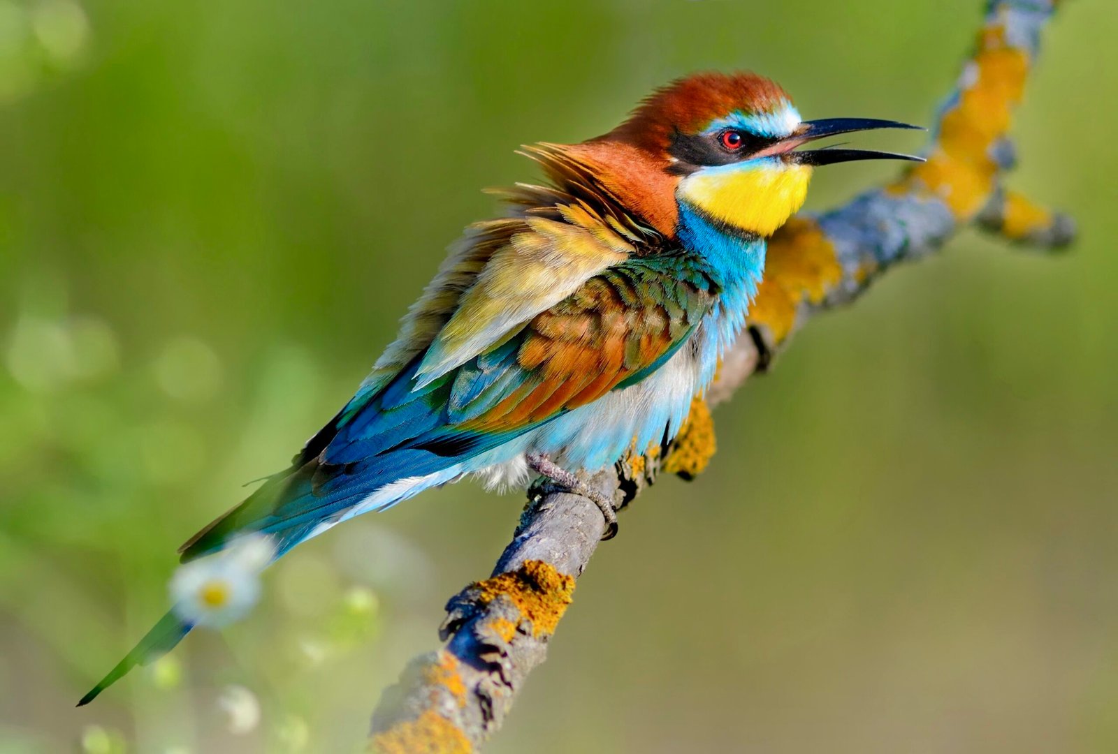 European bee-eater (Merops apiaster) on the branch