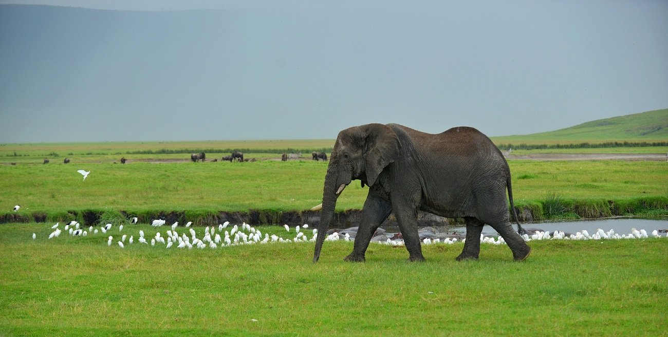 Ngorongoro - Elephant