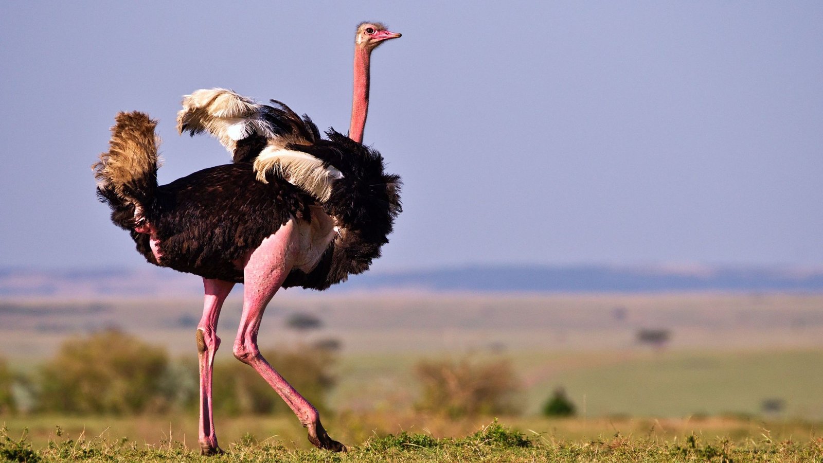 Ostrich - Serengeti