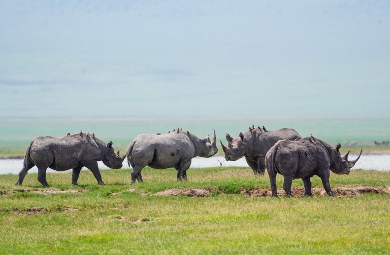 Ngorongoro Crater