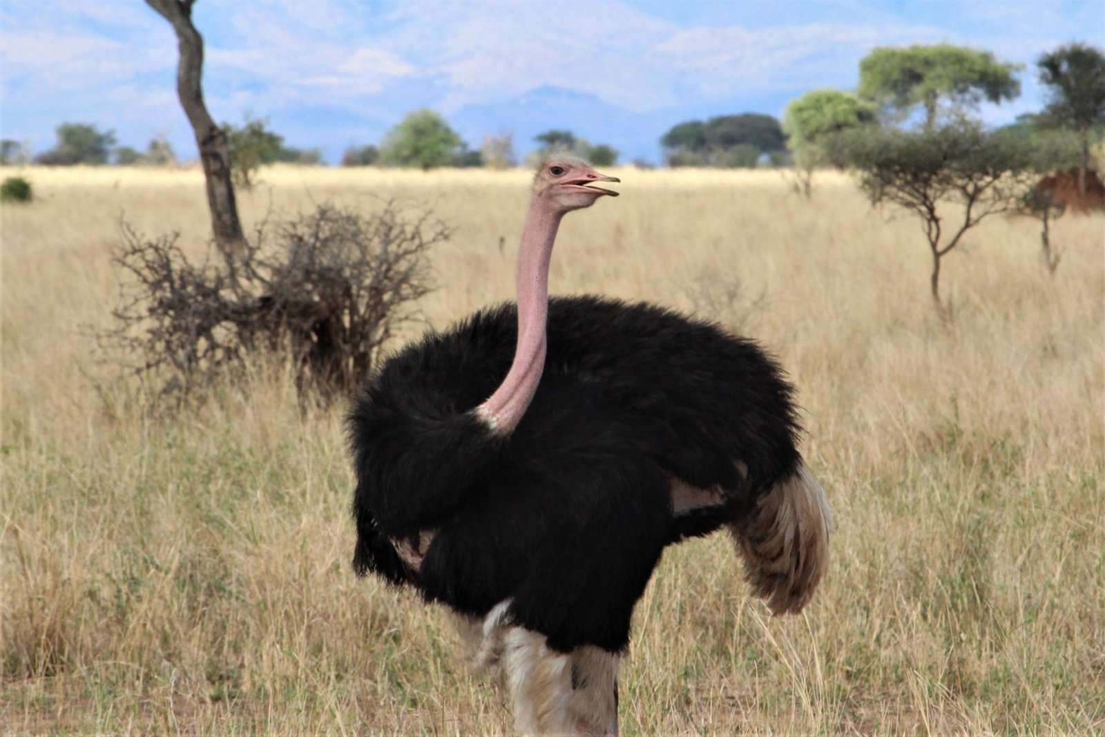 Ruaha - Birds