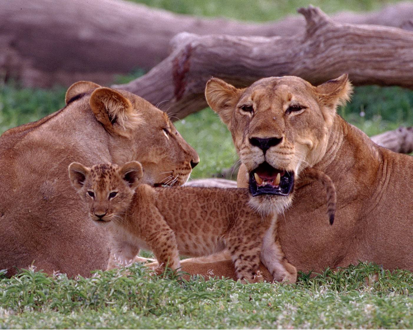 Ruaha - Lion - Adventure