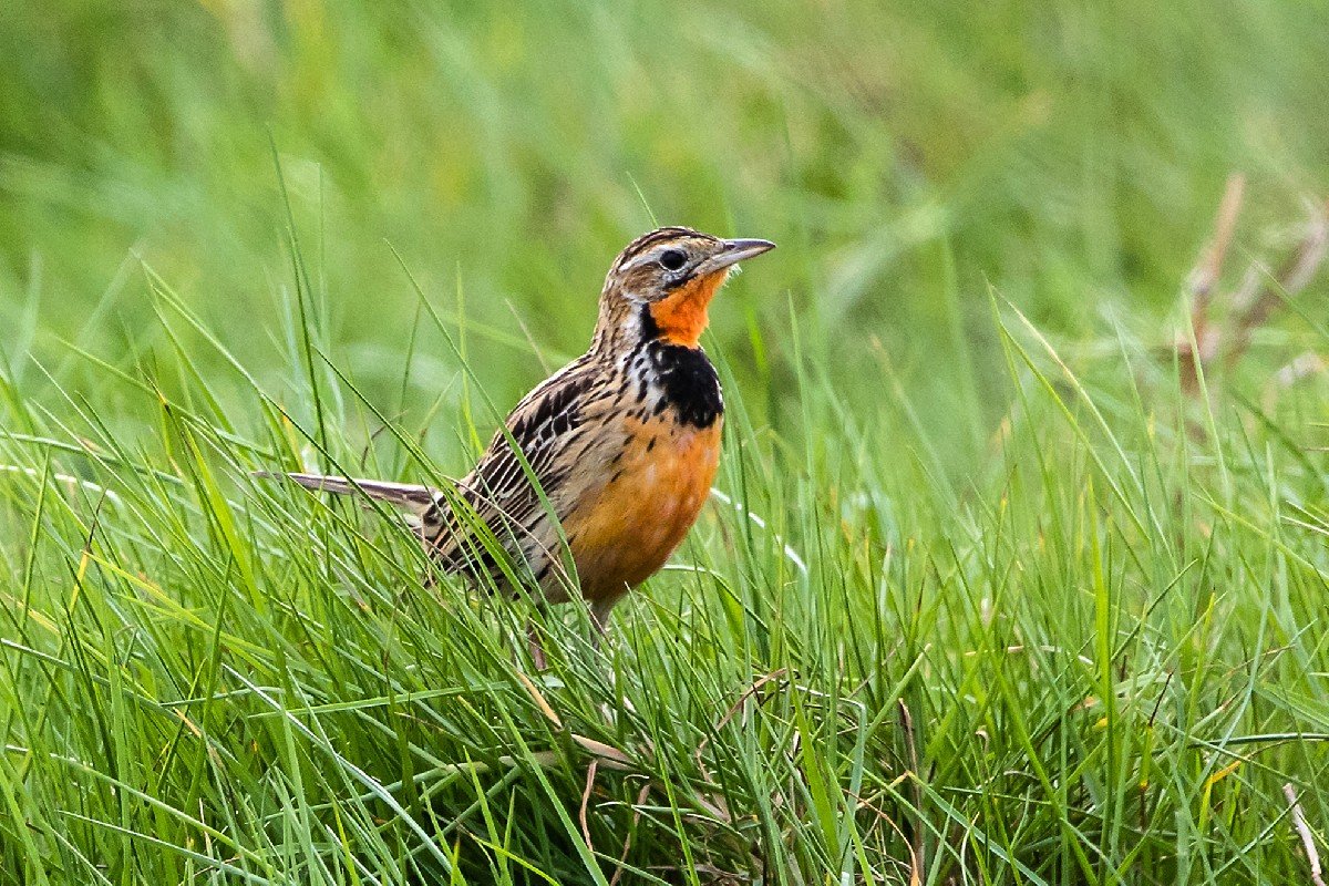 Safari - Birds - Tanzania