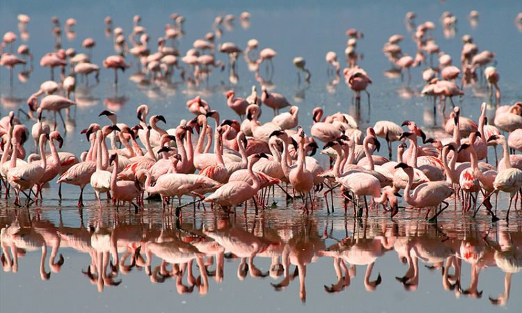 Social - Ngorongoro - Flamingos