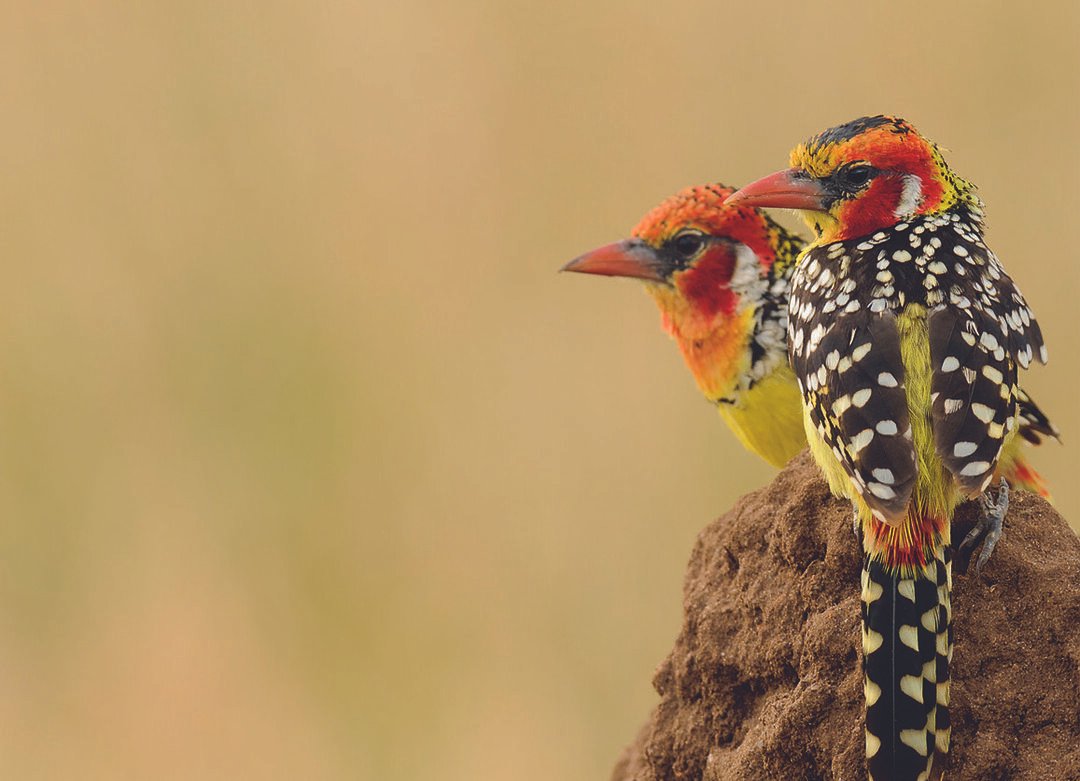 Tanzania - Bird - Safari