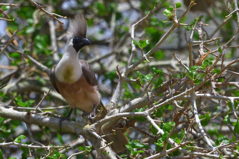 Tanzania - Birds - Tarangire