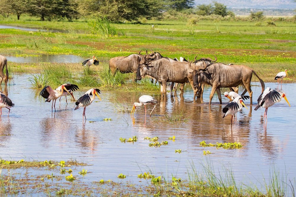Tanzania - Safari - Adventure