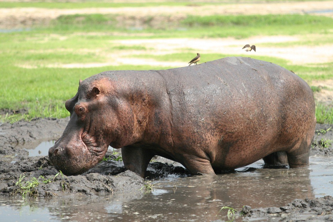 Tanzania - Safari - Adventure