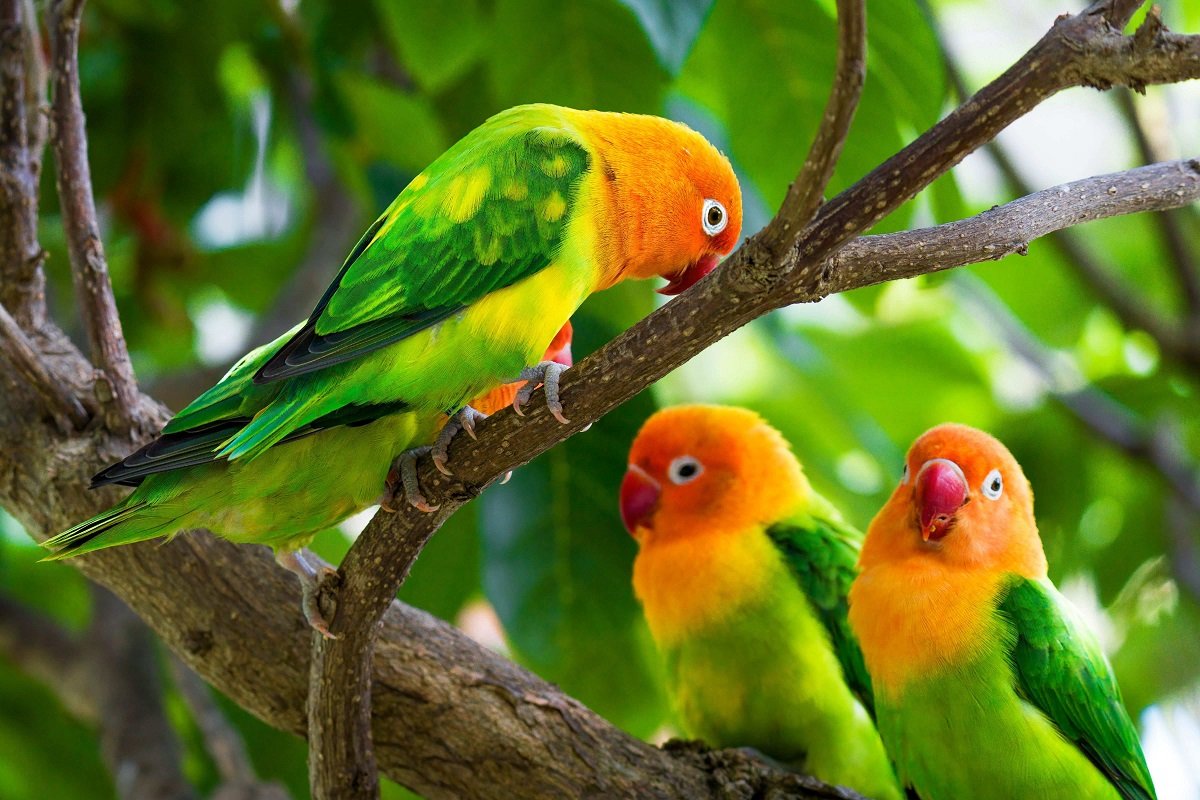 Tanzania - Safari - Birds