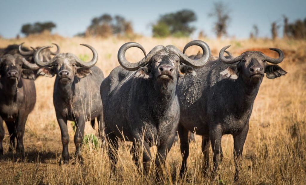 Tanzania - Safari - Tarangire