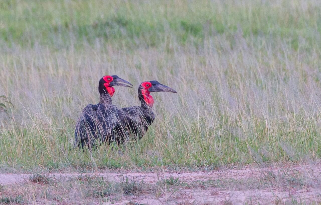 Tarangire - Adventure - Birds