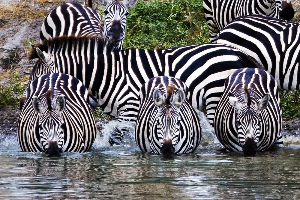 Tarangire - Adventure - Safari