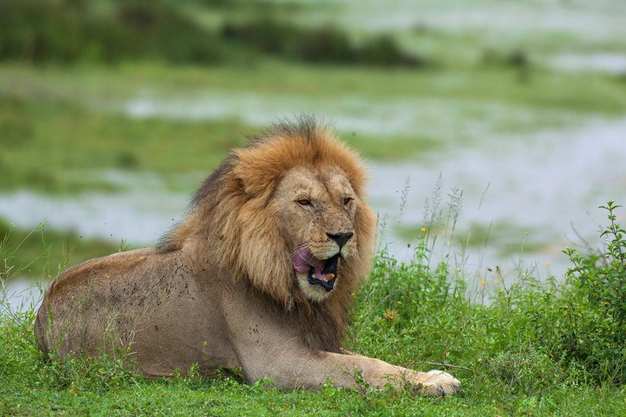 Tarangire - Safari - Adventure