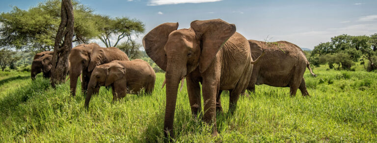Tarangire National Park