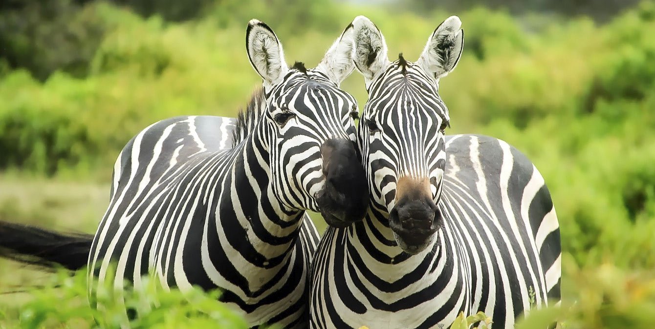 Zebra - Mikumi - Safari
