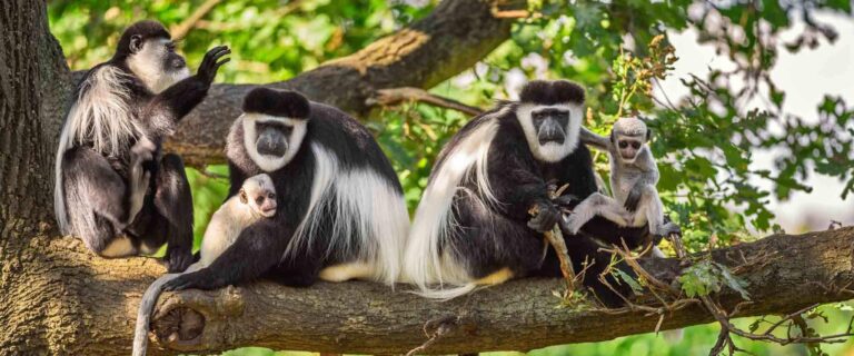 Arusha National Park