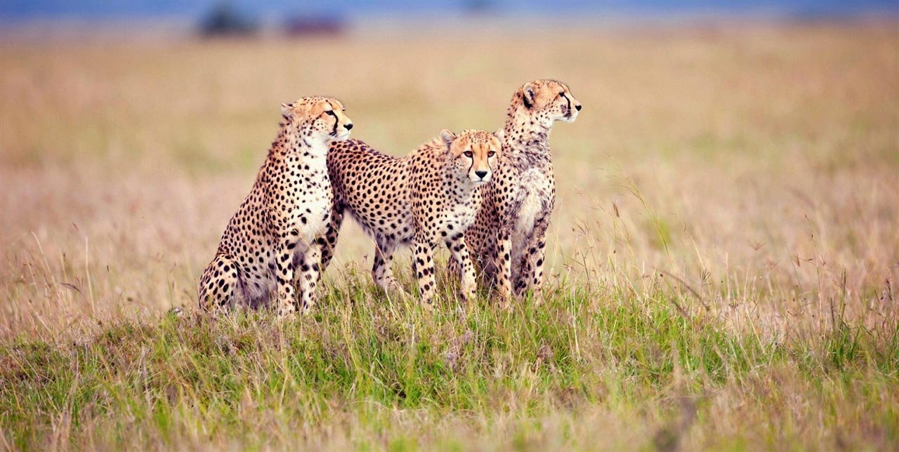 cheetah - Serengeti