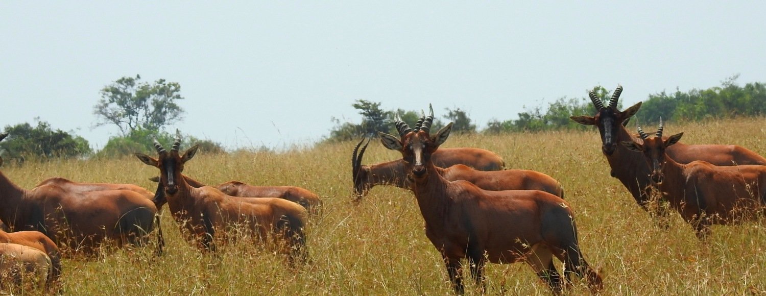 grazers - Ruaha - Safari