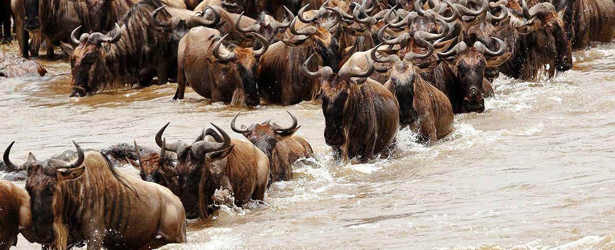 serengeti - Migration - Adventure